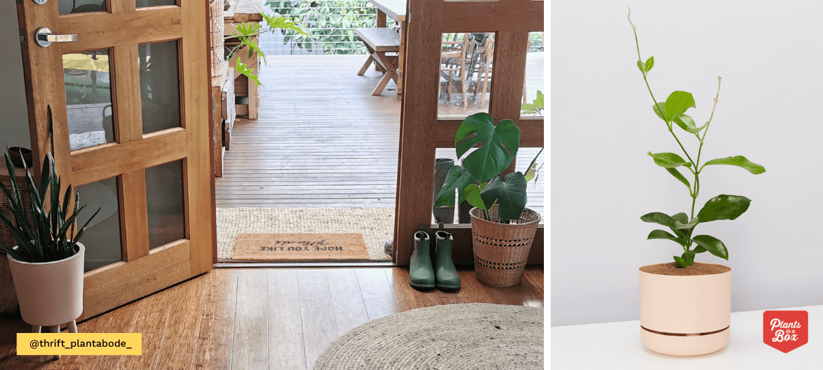 Guest Blog | Plants in a Box & The Best Indoor Houseplants - Merry People US