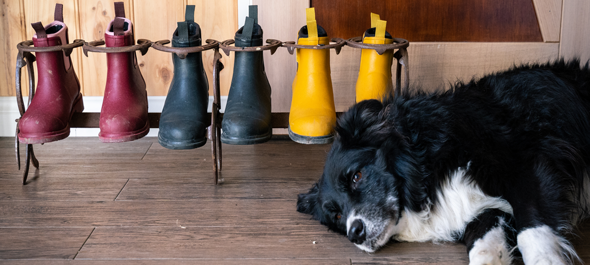 Border collie 2025 rain boots