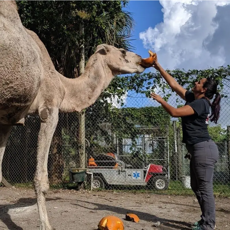 Merry Interviews | Martha Frassica-Rivera, Everglades Outpost Wildlife Sanctuary - Merry People US