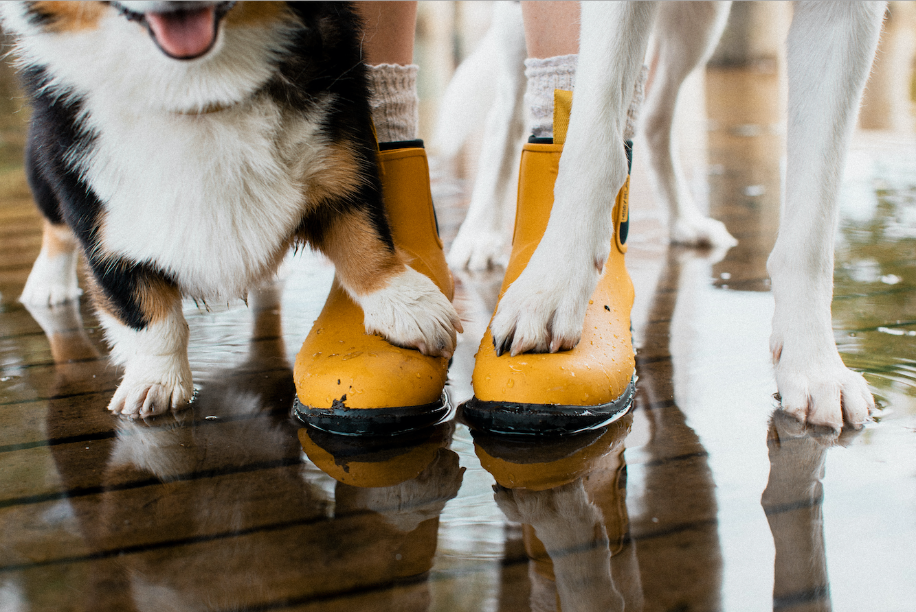 Dog wearing rain sales boots