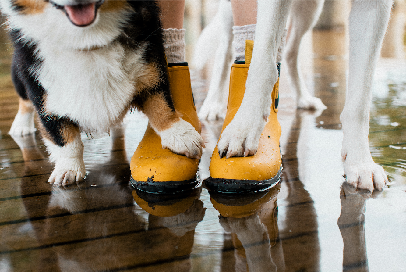 Corgi shop rain boots