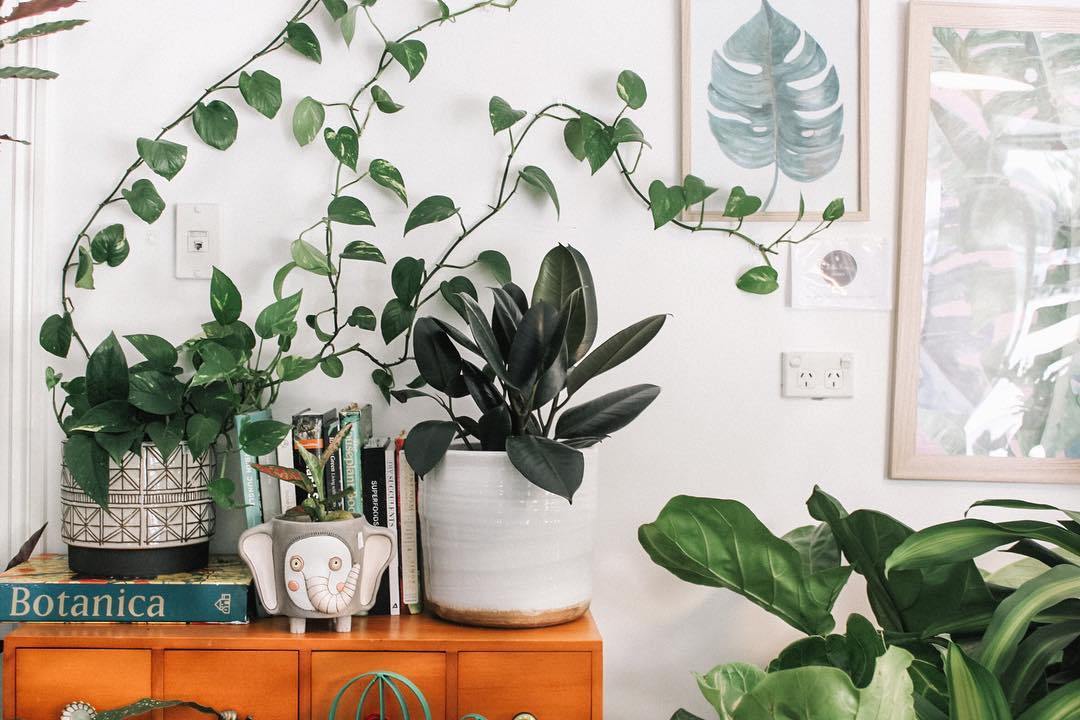 How to Love Your Indoor Houseplants - Merry People US